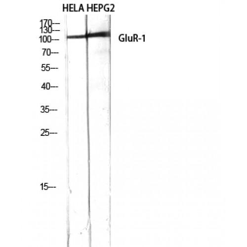 GRIA1 / GLUR1 Antibody - Western blot of GluR-1 antibody