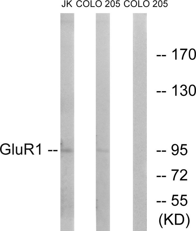 GRIA1 / GLUR1 Antibody - Western blot analysis of lysates from COLO and Jurkat cells, using GluR1 Antibody. The lane on the right is blocked with the synthesized peptide.