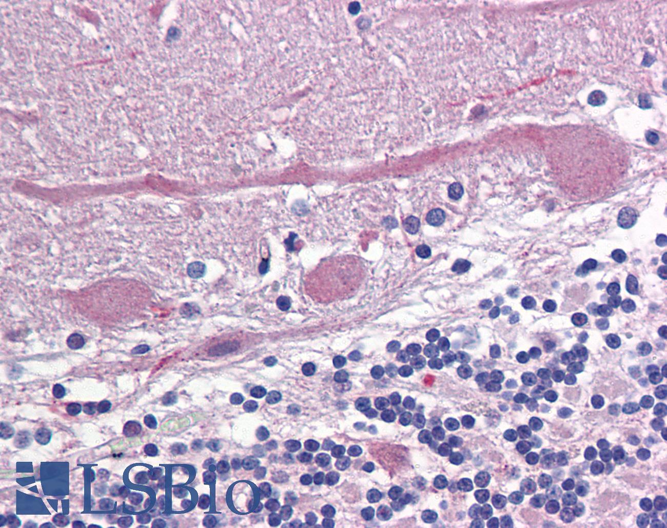 GRIA3 / GLUR3 Antibody - Anti-GRIA3 / GLUR3 antibody IHC of human brain, cerebellum. Immunohistochemistry of formalin-fixed, paraffin-embedded tissue after heat-induced antigen retrieval. Antibody concentration 20 ug/ml.