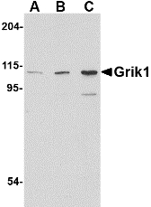 GRIK1 / GLUR5 Antibody - Western blot of Grik1 in P815 cell lysate with Grik1 antibody at (A) 0.5, (B) 1 and (C) 2 ug/ml.