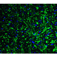 GRIK1 / GLUR5 Antibody - Immunofluorescence of Grik1 in mouse brain tissue with Grik1 Antibodyat 20 µg/mL.Green: Grik1 antibody  Red: Phylloidin staining Blue: DAPI staining