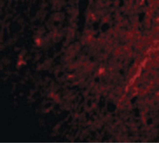 GRIK1 / GLUR5 Antibody - Immunofluorescence of Grik1 in Human Brain cells with Grik1 antibody at 20 ug/ml.