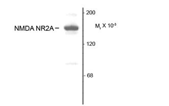 GRIN2A / NMDAR2A / NR2A Antibody - Western blot of rat hippocampal lysate showing specific immunolabeling of the ~180k NR2A subunit of the NMDA receptor.
