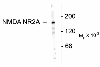GRIN2A / NMDAR2A / NR2A Antibody - Western blot of 10 ug of rat hippocampal lysate showing specific immunolabeling of the ~180k NR2A subunit of the NMDA receptor.