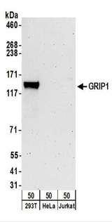 GRIP1 Antibody - Detection of Human GRIP1 by Western Blot. Samples: Whole cell lysate (50 ug) from 293T, HeLa, and Jurkat cells. Antibodies: Affinity purified rabbit anti-GRIP1 antibody used for WB at 0.4 ug/ml. Detection: Chemiluminescence with an exposure time of 3 minutes.