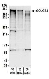 GRIP1 Antibody - Detection of human GOLGB1 by western blot. Samples: Whole cell lysate (50 µg) from HEK293T, HeLa, and Jurkat cells. Antibodies: Affinity purified rabbit anti-GOLGB1 antibody used for WB at 0.1 µg/ml. Detection: Chemiluminescence with an exposure time of 30 seconds.