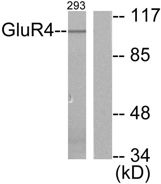GRM4 / MGLUR4 Antibody - Western blot analysis of lysates from 293 cells, treated with Forskolin 40nM 30', using mGluR4 Antibody. The lane on the right is blocked with the synthesized peptide.