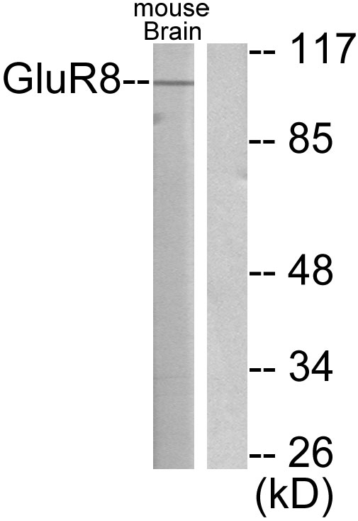GRM8 / MGLUR8 Antibody - Western blot analysis of lysates from mouse brain, using mGluR8 Antibody. The lane on the right is blocked with the synthesized peptide.