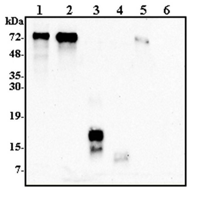 GRN / Granulin Antibody - Western blot analysis using anti-Progranulin (human), pAb at 1:2000 dilution. 1: Human Progranulin (FLAG-tagged) (50ng). 2: Human Progranulin (tag-free) (100ng). 3: Human Granulin C (FLAG-tagged) (50ng). 4: Human Granulin F (FLAG-tagged) (50ng). 5: Mouse Progranulin (FLAG-tagged) (50ng).6: Unrelated Protein (FLAG-tagged).