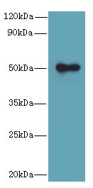 GSDMB / Gasdermin-Like Antibody - Western blot. All lanes: GSDMB antibody at 8 ug/ml+ Colo320 whole cell lysate Goat polyclonal to rabbit at 1:10000 dilution. Predicted band size: 47 kDa. Observed band size: 47 kDa.