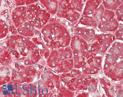 GSK3A / GSK3 Alpha Antibody - Human Pancreas: Formalin-Fixed, Paraffin-Embedded (FFPE)