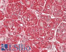 GSK3A / GSK3 Alpha Antibody - Human Pancreas: Formalin-Fixed, Paraffin-Embedded (FFPE)