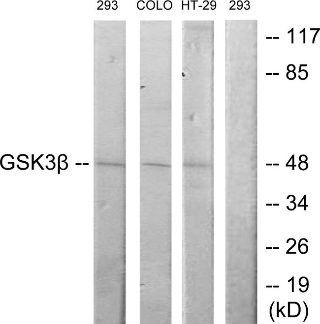 GSK3B / GSK3 Beta Antibody - Western blot analysis of lysates from 293, COLO205, and HT29 cells, using GSK3 beta Antibody. The lane on the right is blocked with the synthesized peptide.