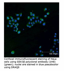 GSK3B / GSK3 Beta Antibody