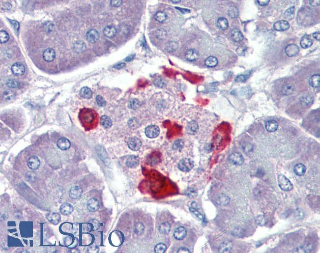 GSK3B / GSK3 Beta Antibody - Anti-GSK3B / GSK3 Beta antibody IHC of human pancreas. Immunohistochemistry of formalin-fixed, paraffin-embedded tissue after heat-induced antigen retrieval. Antibody concentration 10 ug/ml.