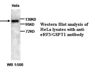 GSPT Antibody