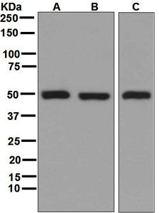 GSS / Glutathione Synthetase Antibody - Western blot analysis on (A) 293T, (B) HeLa, (C) HT-1080 cell lysates using anti-GSS antibody.