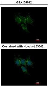 GSTA1 Antibody - Immunofluorescence of methanol-fixed Hep3B using GSTA1 antibody at 1:500 dilution.