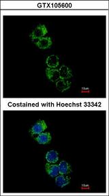 GSTA2 Antibody - Immunofluorescence of methanol-fixed Hep G2 using GSTA2 antibody at 1:500 dilution.