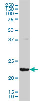 GSTA3 Antibody - GSTA3 monoclonal antibody, clone 1F11 Western blot of GSTA3 expression in HepG2.
