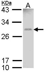 GSTM1 Antibody - Sample (30 ug of whole cell lysate). A: Hela. 12% SDS PAGE. GSTM1 antibody diluted at 1:1000. 