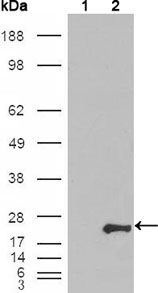 GSTP1 / GST Pi Antibody - Western blot using GSTP1 mouse monoclonal antibody against HEK293T cells transfected with the pCMV6-ENTRY control (1) and pCMV6-ENTRY GSTP1 cDNA (2).