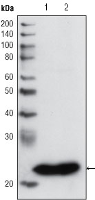 GSTP1 / GST Pi Antibody - Western blot using GSTP1 mouse monoclonal antibody against PC3 cell lysate (1) and human cerebellum tissue lysate (2).
