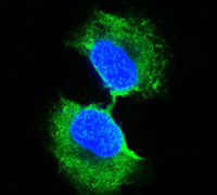 GSTP1 / GST Pi Antibody - Confocal immunofluorescence of PC-3 cells using GSTP1 mouse monoclonal antibody (green). Blue: DRAQ5 fluorescent DNA dye.