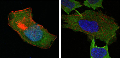 GSTP1 / GST Pi Antibody - Confocal immunofluorescence of HepG2 (left) and L-02 (right) cells using GSTP1 mouse monoclonal antibody (green). Red: Actin filaments have been labeled with DY-554 phalloidin. Blue: DRAQ5 fluorescent DNA dye.