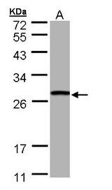 GSTT1 Antibody - Sample (30 ug of whole cell lysate). A: Hep G2 . 10% SDS PAGE. GSTT1 antibody diluted at 1:1000