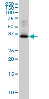 GYG1 / Glycogenin Antibody - GYG1 monoclonal antibody, clone 3B5 Western blot of GYG1 expression in HepG2.