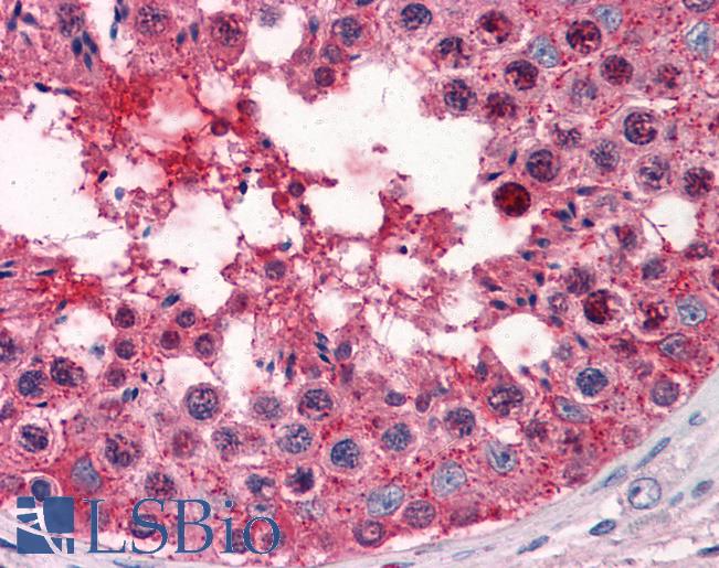 GYG1 / Glycogenin Antibody - Anti-GYG1 / Glycogenin 1 antibody IHC of human testis. Immunohistochemistry of formalin-fixed, paraffin-embedded tissue after heat-induced antigen retrieval. Antibody concentration 5 ug/ml.