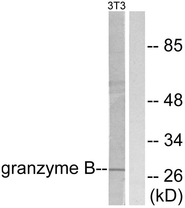 GZMB / Granzyme B Antibody - Western blot analysis of lysates from NIH/3T3 cells, using Granzyme B Antibody. The lane on the right is blocked with the synthesized peptide.