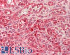 GZMB / Granzyme B Antibody - Human Spleen: Formalin-Fixed, Paraffin-Embedded (FFPE)