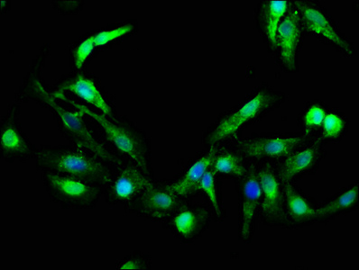 GZMB / Granzyme B Antibody - Immunofluorescence staining of Hela cells with GZMB Antibody at 1:266, counter-stained with DAPI. The cells were fixed in 4% formaldehyde, permeabilized using 0.2% Triton X-100 and blocked in 10% normal Goat Serum. The cells were then incubated with the antibody overnight at 4°C. The secondary antibody was Alexa Fluor 488-congugated AffiniPure Goat Anti-Rabbit IgG(H+L).