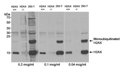 H2AFX / H2AX Antibody - Detection of human and mouse histone H2AX in nuclear extracts from human 293T and wild type (+/+) or H2AX knockout (-/-) mouse embryonic fibroblasts by Western blotting using Rabbit H2AFX / H2AX Antibody.
