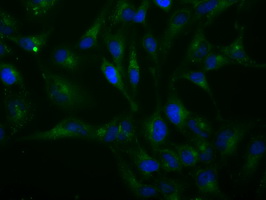 H6PD / G6PDH Antibody - Immunofluorescent staining of HeLa cells using anti-H6PD mouse monoclonal antibody.