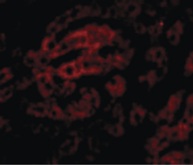 HAAO Antibody - Immunofluorescence of HAAO in Human Liver cells with HAAO antibody at 20 ug/ml.