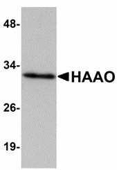 HAAO Antibody - Western blot of HAAO in Mouse liver tissue lysate with HAAO antibody at 1 ug/ml.
