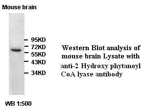 HACL1 Antibody