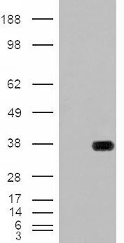HADH Antibody - HEK293 overexpressing HADH (RC201752) with C-terminal tag (DYKDDDDK) and probed with anti-DYKDDDDK in the left panel and with in the right panel (mock transfection in first and last lanes).