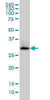 HADH Antibody - Western blot of HADH expression in HepG2 cell lysate.