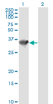 HADH Antibody - Western blot of HADH expression in transfected 293T cell line by HADH monoclonal antibody.