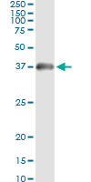 HADH Antibody - Immunoprecipitation of HADH transfected lysate using anti-HADH monoclonal antibody and Protein A Magnetic Bead.