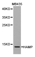 HAMP / Hepcidin Antibody - Western blot of extracts of MB435 cell lines, using HAMP antibody.
