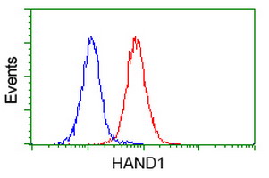 HAND1 Antibody - Flow cytometry of Jurkat cells, using anti-HAND1 antibody (Red), compared to a nonspecific negative control antibody (Blue).