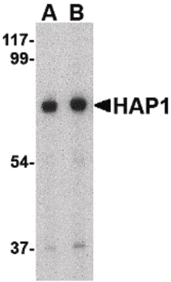 HAP1 Antibody - Western blot of HAP1 in mouse brain tissue lysate with HAP1 antibody at (A) 0.5 and (B) 1 ug/ml.