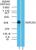 HAPLN3 Antibody - Western blot of human HAPLN3 in HeLa cell lysate in the 1) absence and 2) presence of immunizing peptide using antibody at 2 ug/ml.