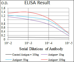 HAS2 Antibody - Red: Control Antigen (100ng); Purple: Antigen (10ng); Green: Antigen (50ng); Blue: Antigen (100ng);