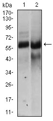 HAS2 Antibody - Western blot using HAS2 mouse monoclonal antibody against NTERA-2 (1), HEK293 (2) cell lysate.